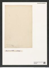 Melosira procura (Ehr.). (de-Toni-Nr.: Genus 213) Zeichnungen Sammlung Grunow (NHMW-BOT-W0379069)